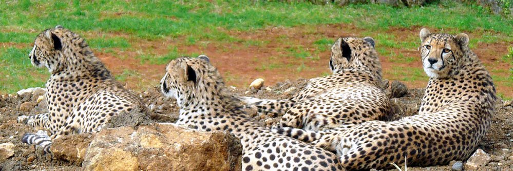 Disfruta de Cantabria con entrada al Parque Natural de Cabárceno