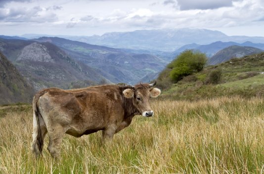 Noreña, Asturias ¡tu próxima escapada! - BuscoUnChollo.com